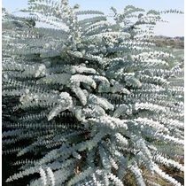 Eucalyptus Baby Blue