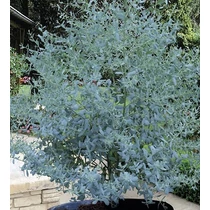 Eucalyptus gunnii – Kerti eukaliptusz