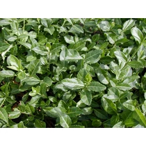 Euonymus fortunei 'Coloratus' - Zöld levelű kecskerágó