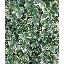 Euonymus fortunei Emerald Gaiety - Kúszó kecskerágó