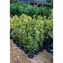 Euonymus japonicus 'Aureus' - Sárgatarka levelű japán kecskerágó