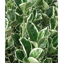 Euonymus japonicus Kathy - Tarkalevelű japán kecskerágó