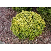 Euonymus microphyllus 'Aureovariegatus' -Kislevelű, japán kecskerágó