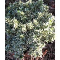 Euonymus microphyllus Albovariegatus - Aprólevelű japán kecskerágó