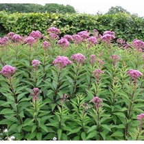 Eupatorium maculatum 'Riesenschirm' (Sédkender)
