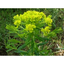 Euphorbia palustris