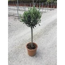 Európai olajfa - Olíva Olea europaea Cornicabra