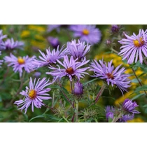 Eurybia (syn. Aster) radula 'August Sky' (Őszirózsa)