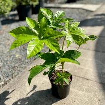 Fatsia japonica – Japán arália