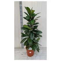 FICUS CYATHISTIPULA