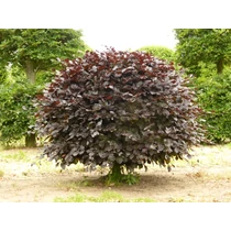 Fagus sylvatica 'Atropunicea' - Vérbükk