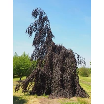 Fagus sylvatica 'Pendula' - Szomorú bükk