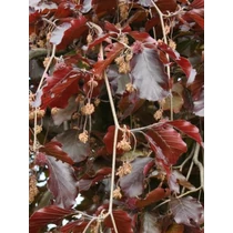 Fagus sylvatica 'Purpurea Pendula' - Szomorú vérbükk