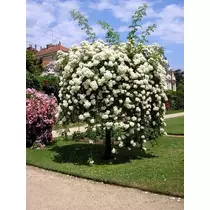 Fehér virágú csüngő rózsa