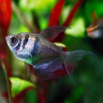 Fekete Tetra