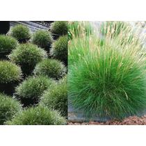 Festuca scoparia (F. gautieri) (Medvecsenkesz) /zöld lomb/