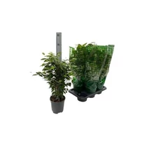 Ficus BE ANASTASIA