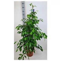 Ficus BE EXOTICA