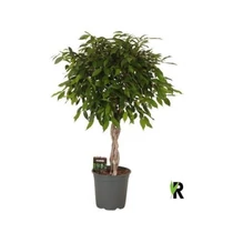 Ficus BE FOLIOLE FONOTT TÖRZSES