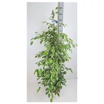 Ficus BE GOLDEN KING