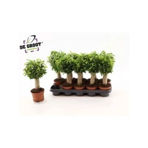 Ficus BE NATASJA JUTA