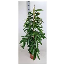 Ficus BIN AMSTEL KING