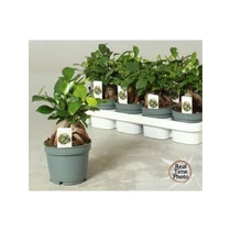 Ficus MI GINSENG