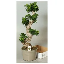Ficus MI GINSENG