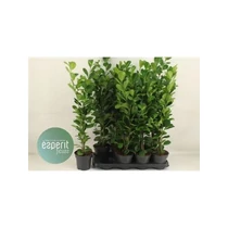 Ficus MI MOCLAME