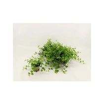 Ficus PU GREEN SUNNY