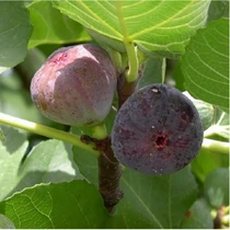 Ficus carica 'Bagladi' (Közönséges füge)