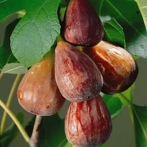Ficus carica 'Keszthelyi barna' (Közönséges füge)