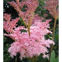 Filipendula rubra 'Venusta' (Magas legyezőfű) 