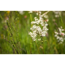 Filipendula vulgaris (Koloncos legyezőfű)