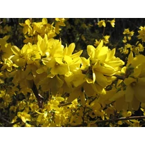 Forsythia intermedia 'Spectabilis' - 
