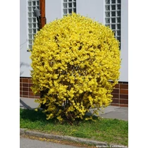Forsythia x intermedia 'Courtalyn'    (Week End) - Aranyvessző