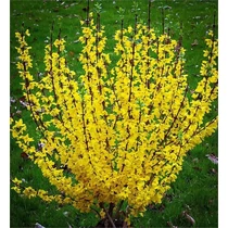 Forsythia x intermedia 'Flojor' (Minigold) - Törpe aranyvessző