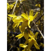 Forsythia x intermedia 'Golden Times' - Sárga levélszegélyű aranyveszző