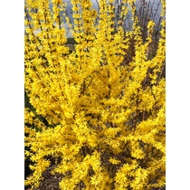 Forsythia x intermedia 'Goldrausch' - Nagy virágú aranyvessző