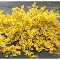 Forsythia x intermedia 'Goldzauber' - Törpe aranyvessző