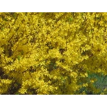 Forsythia x intermedia 'Maluch' - Terebélyes aranyvessző