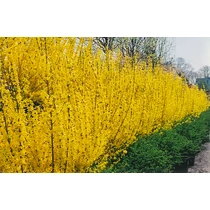 Forsythia x intermedia 'Mikador'® - Törpe aranyvessző