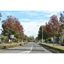 Fraxinus angustifolia 'Raywood' - 