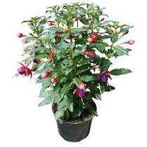 Fuchsia 14 cm-es cserépben
