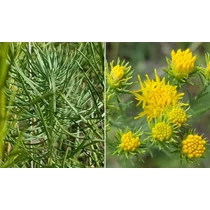 Galatella (korábban Aster) linosyris (Aranyfürt)