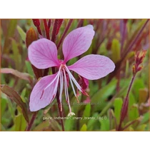 Gaura lindheimeri Cherry Brandy
