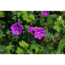Geranium  'Orion' (Gólyaorr)