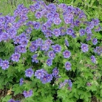 Geranium himalayense 'Baby Blue' (Himalájai gólyaorr)