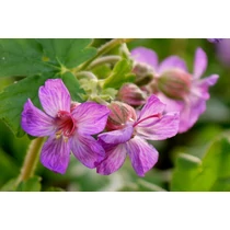 Geranium macrorrhizum 'Bevan's Variety' (Illatos gólyaorr)