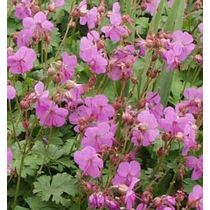 Geranium macrorrhizum 'Spessart' (Illatos gólyaorr)